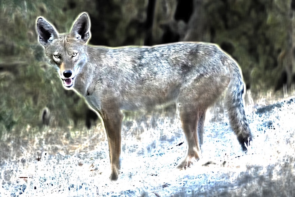 Ghost Coyote